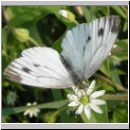 Pieris napi - Gruenaderweissling w08.jpg